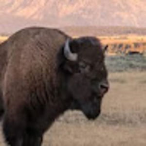 Meet your Posher, Allan